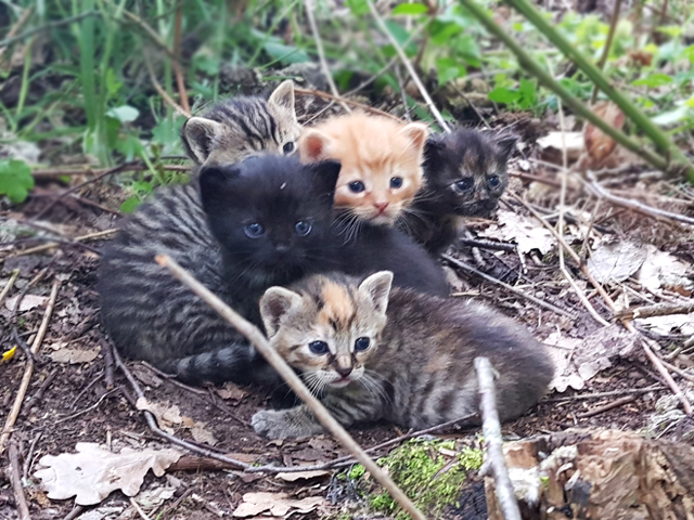 Babykittens gevonden