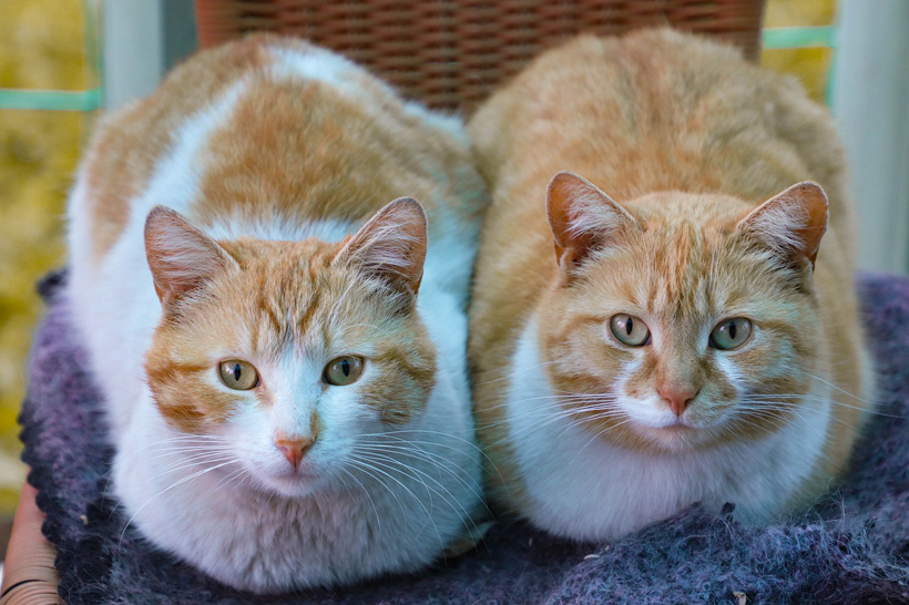duo katten